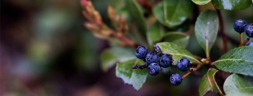 Bosque comestible. ¿Qué es y qué beneficios te aporta?