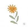 semillas-organicas-calendula-purplant