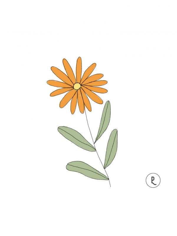 semillas-organicas-calendula-purplant