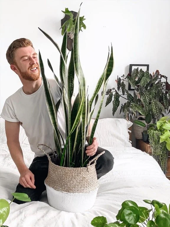 https://www.purplant.es/wp-content/uploads/2020/06/sansevieria-plantastic.jpg.webp