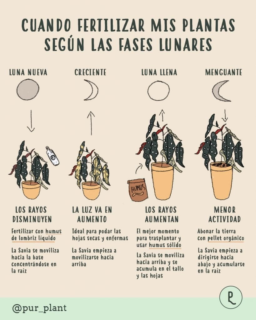 fases lunares plantas