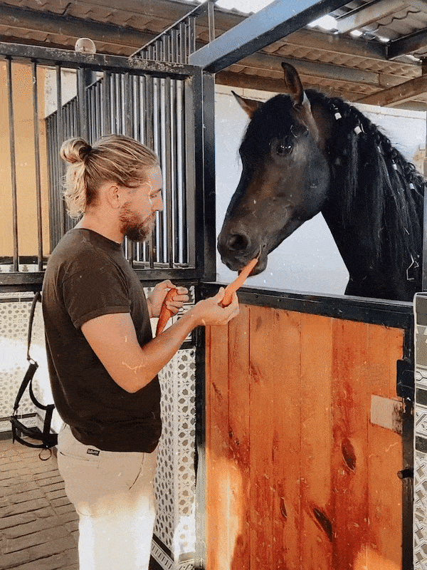 caballo-come-zanahoria caballo-come-zanahoria
