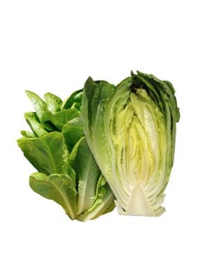 lechuga-semillas-ecologicas