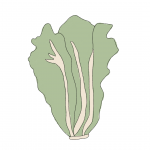 Semillas de Lechuga Oreja de Burro