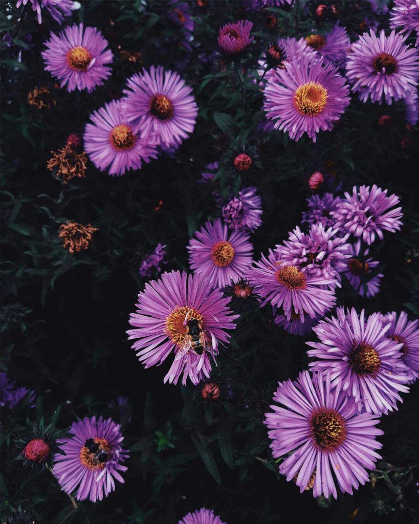 aster-flor-aster