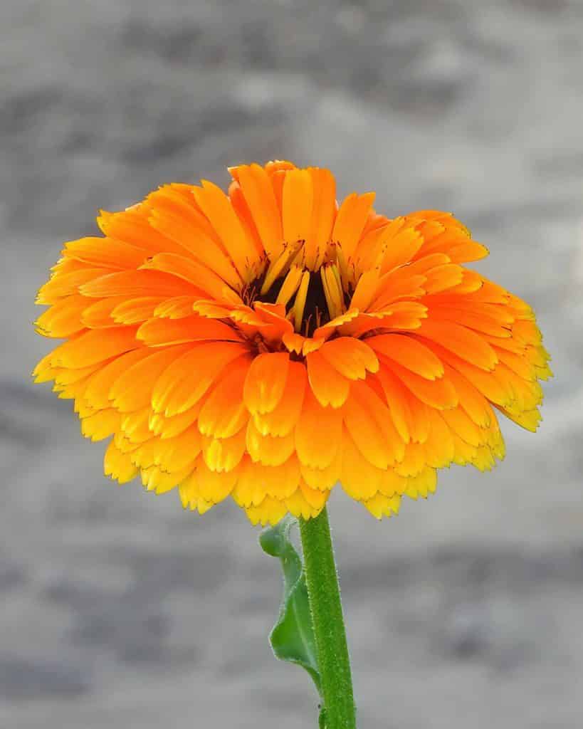 calendula-flor