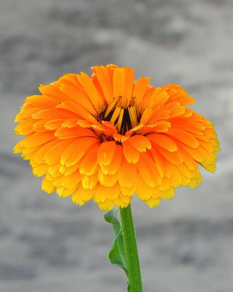 calendula-flor