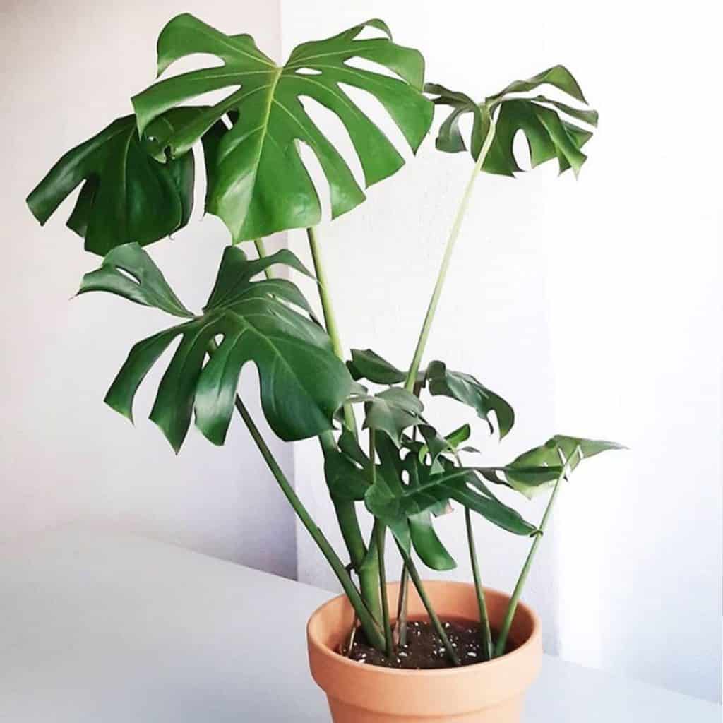 monstera-deliciosa