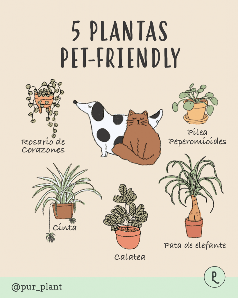 plantas-pet-friendly