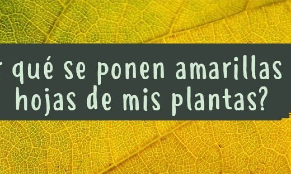 Continuación Genealogía Propiedad las hojas del tomate se ponen