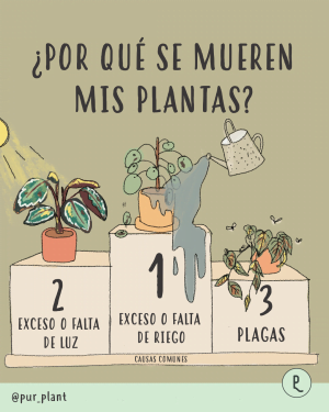 por-que-se-mueren-mis-plantas