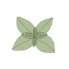 comprar semillas de albahaca
