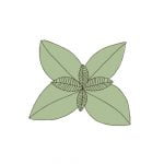 comprar semillas de albahaca