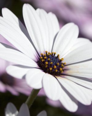 margarita-flor-purplant