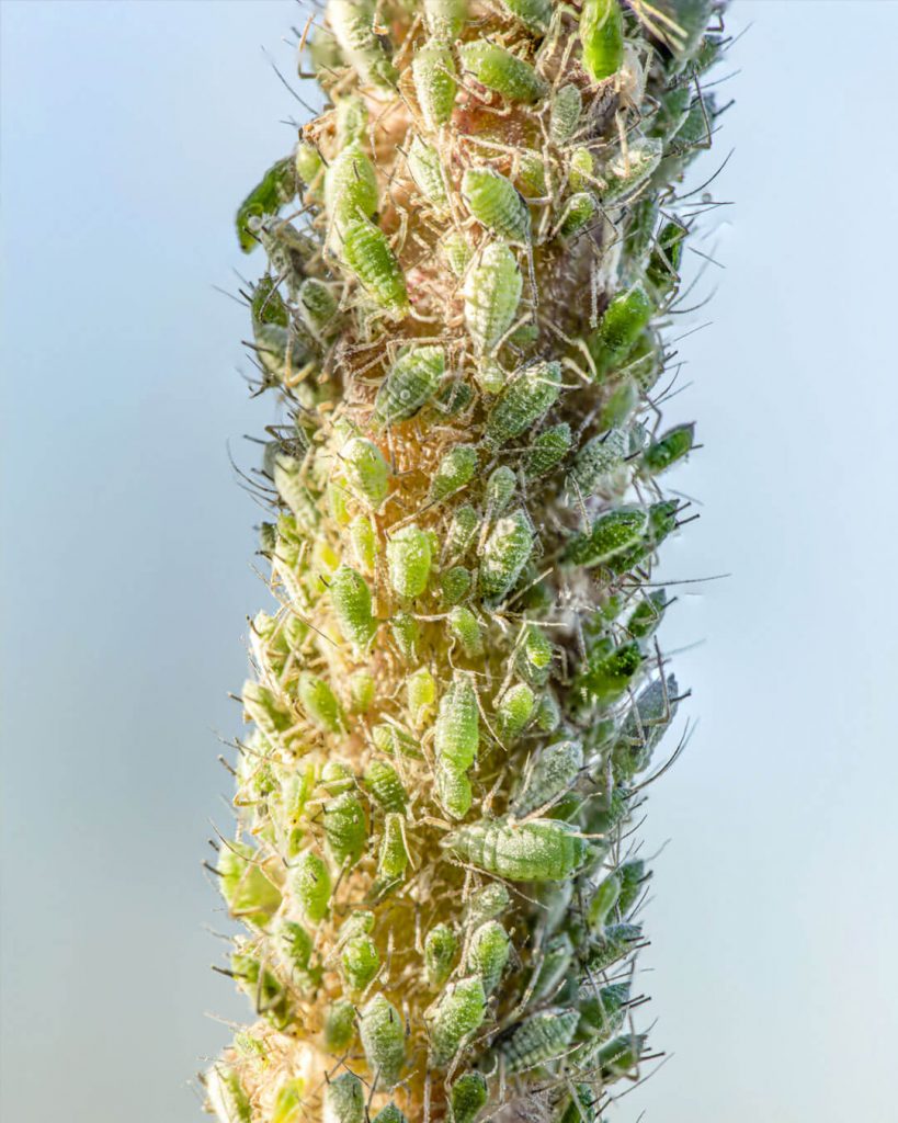 🐜 Jabón Potásico. Insecticida para bonsai contra plagas •