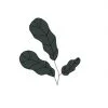 semillas-espinaca-butterflay