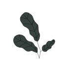 semillas-espinaca-butterflay
