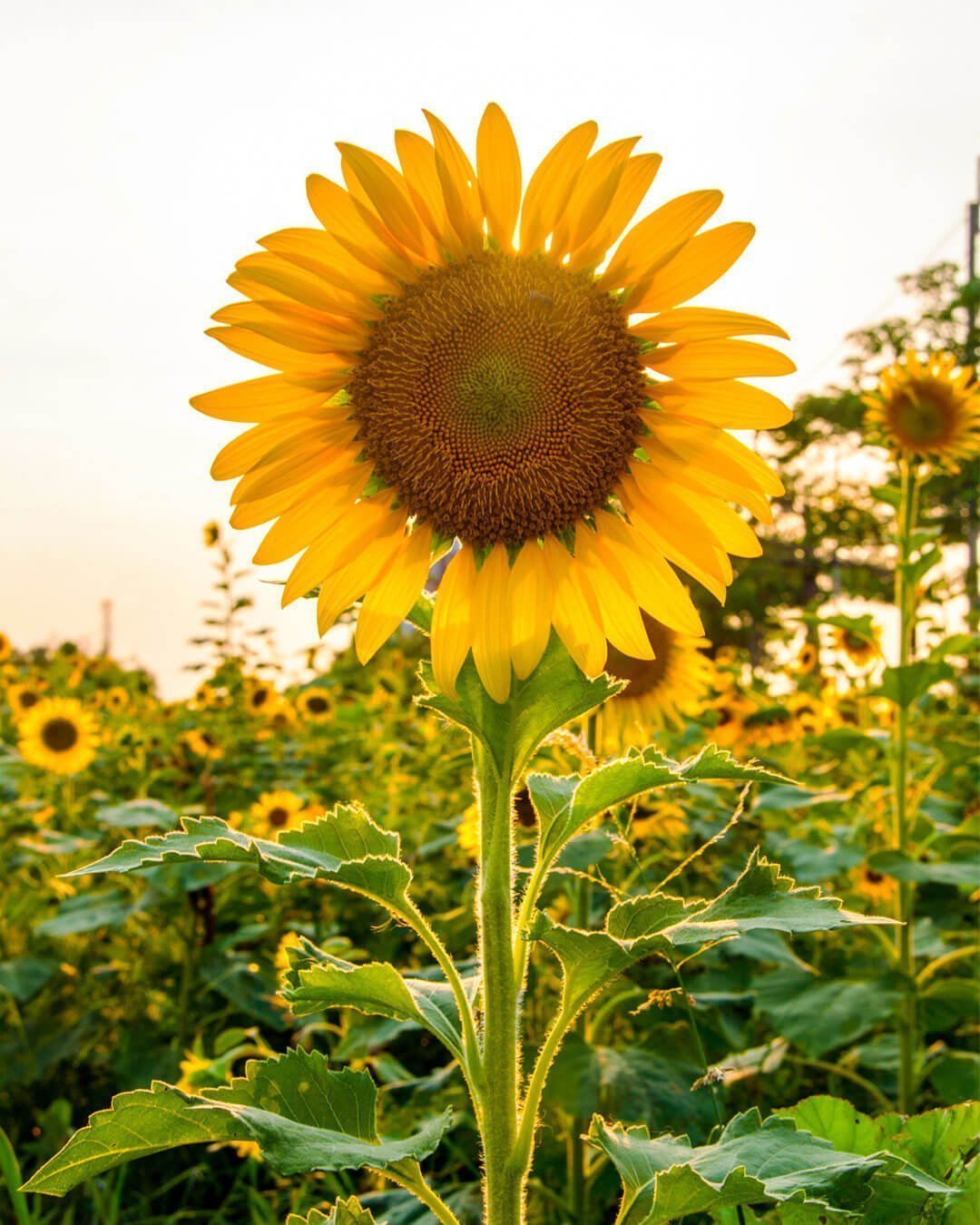 Semillas de Girasol Gigante | Comprar Online | Pur Plant