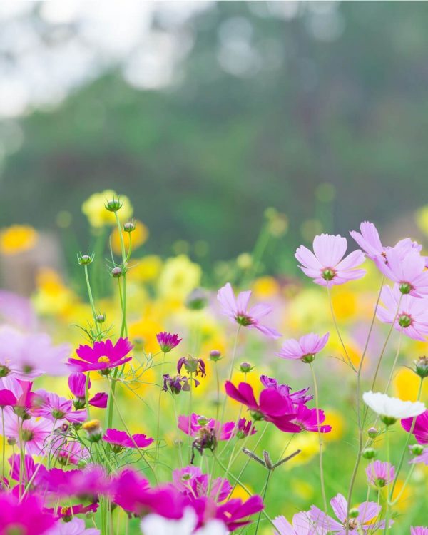 semillas-mezcla-flores-primavera