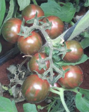 tomate-cherry-huerto-urbano-purplant