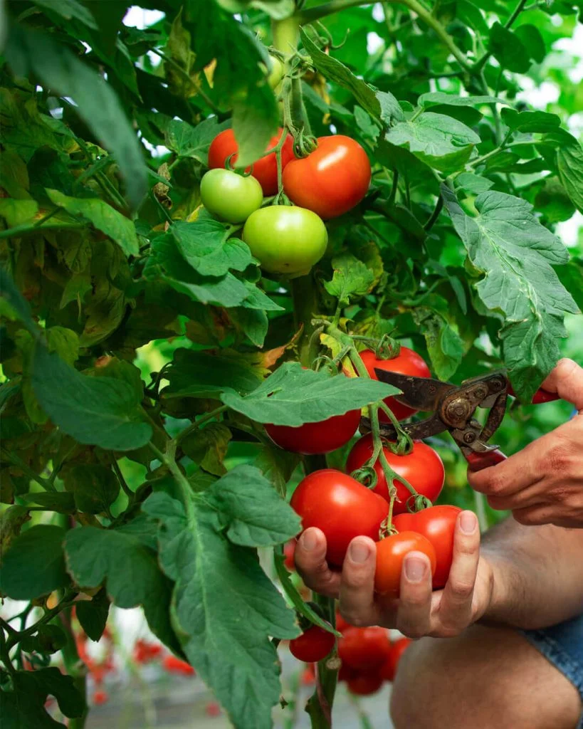 fungicida-para-plantas-tomate