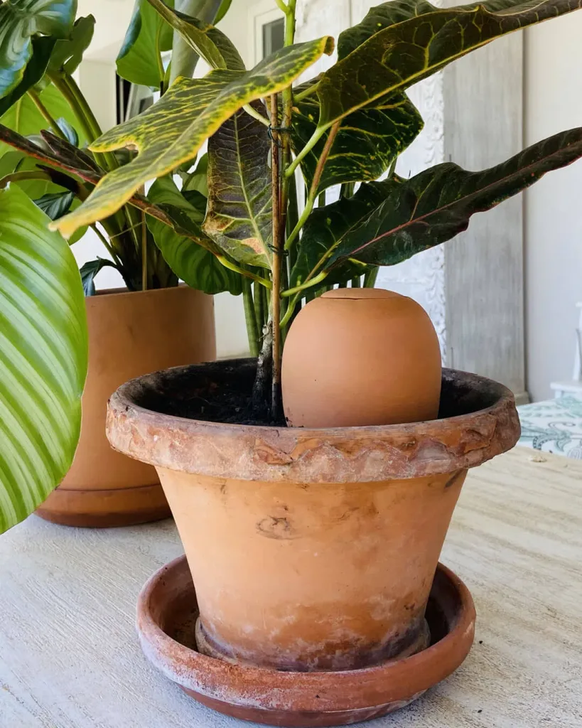 olla-auto-riego-natural-plantar4