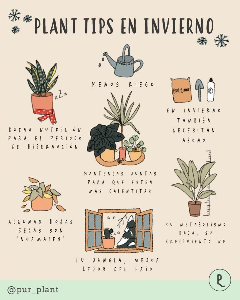 plant-tips-invierno