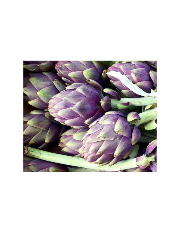semillas-alcachofa-violeta