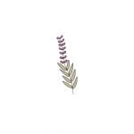 Semillas de Salvia