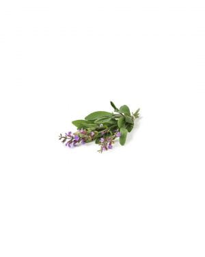 semillas-salvia-purplant