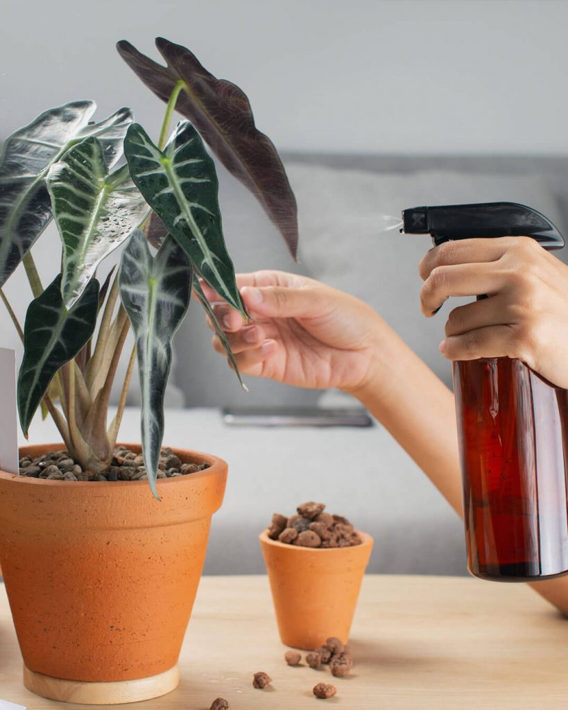 Cómo hacer Aceite de Neem para plantas - Pur Plant