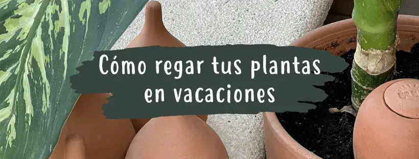 regar plantas en vacaciones