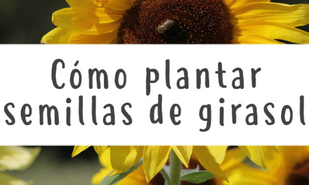 Cómo plantar semillas de girasol - Guía & consejos - Pur Plant