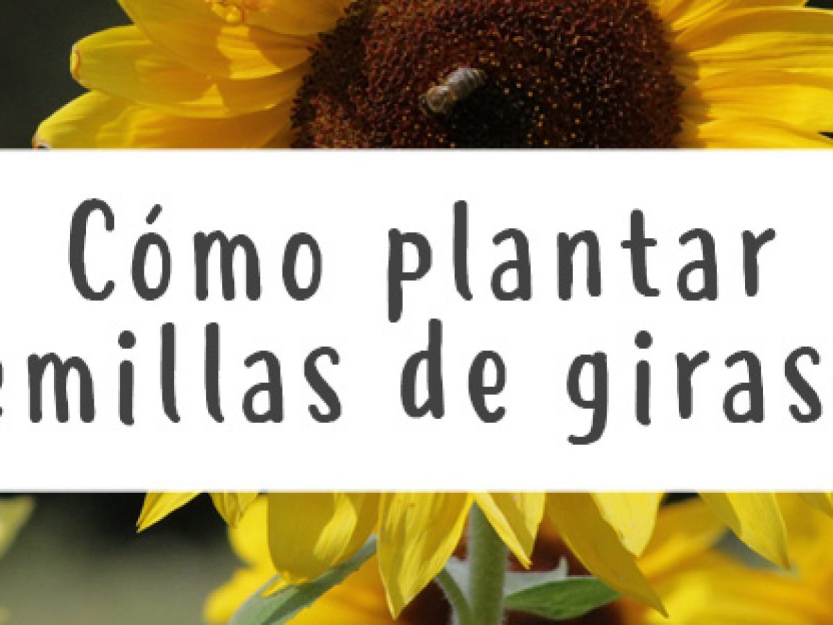 Cómo plantar semillas de girasol - Guía & consejos - Pur Plant