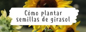 como-plantar-girasol
