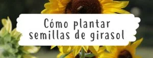 como-plantar-girasol