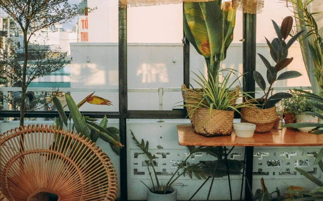 Cuidado de plantas en vacaciones