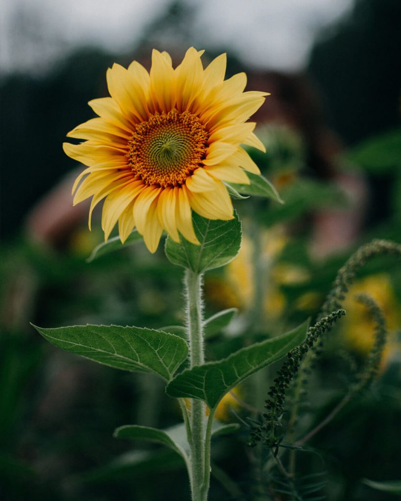 Cómo plantar semillas de girasol - Guía & consejos - Pur Plant