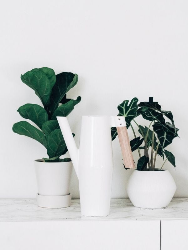 regar-plantas