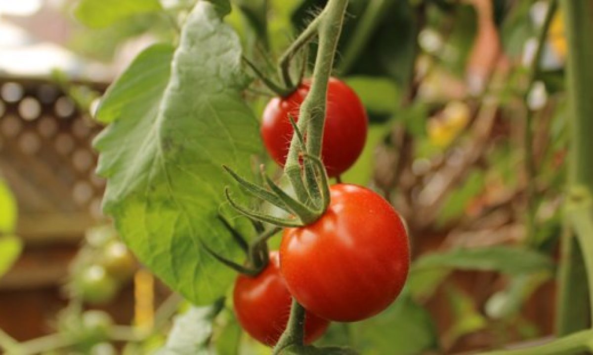 Como Plantar Tomates Cherry Pasos Y Consejos Pur Plant