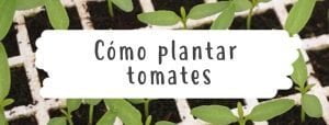 comoplantartomates