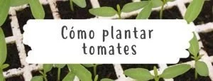comoplantartomates