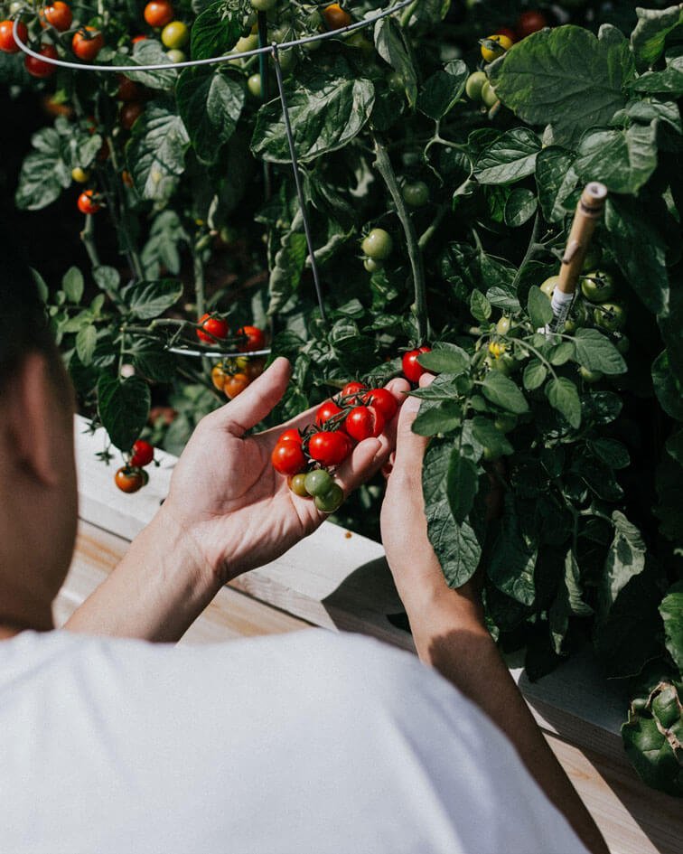 plantar tomates en casa