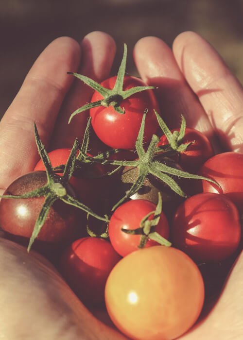 tomate cherry cultivo