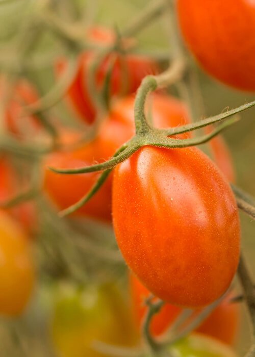 tomate cherry pera