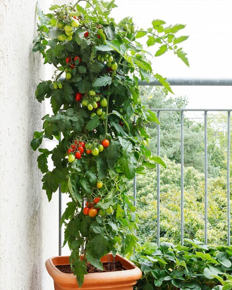 macetas de tomates terraza