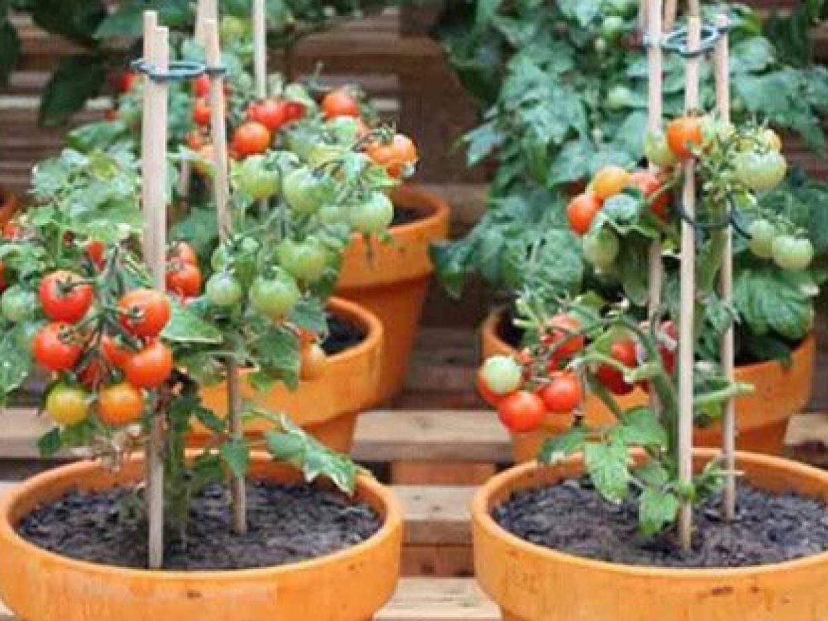 baloncesto cebolla vistazo Cómo plantar tomates en maceta - Tips y consejos - Pur Plant