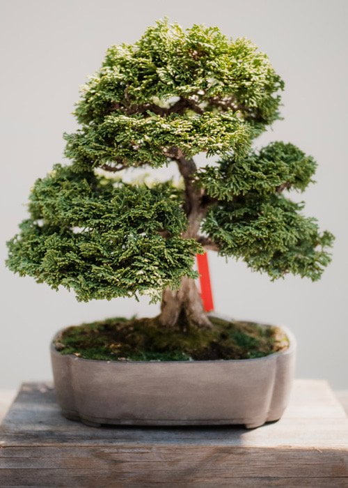 abonar bonsai