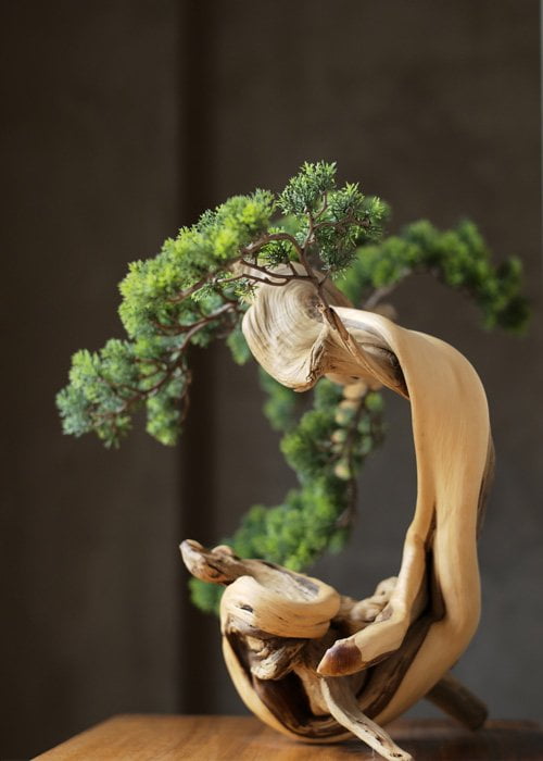 abono organico casero bonsai