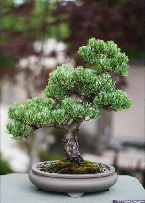 como hacer abono bonsai